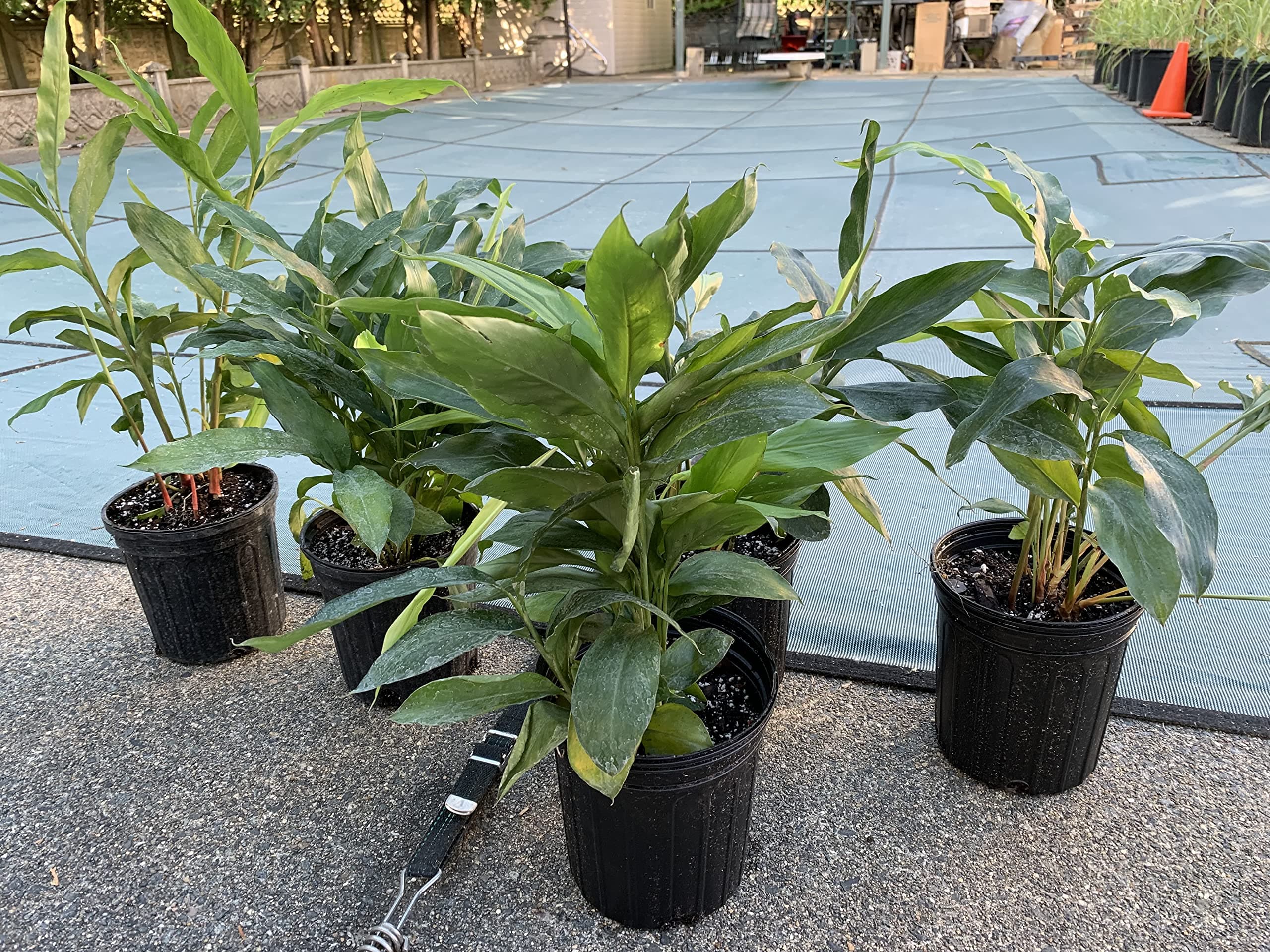 Galangal Live Plant- Greater (Alpinia Galanga); KHA