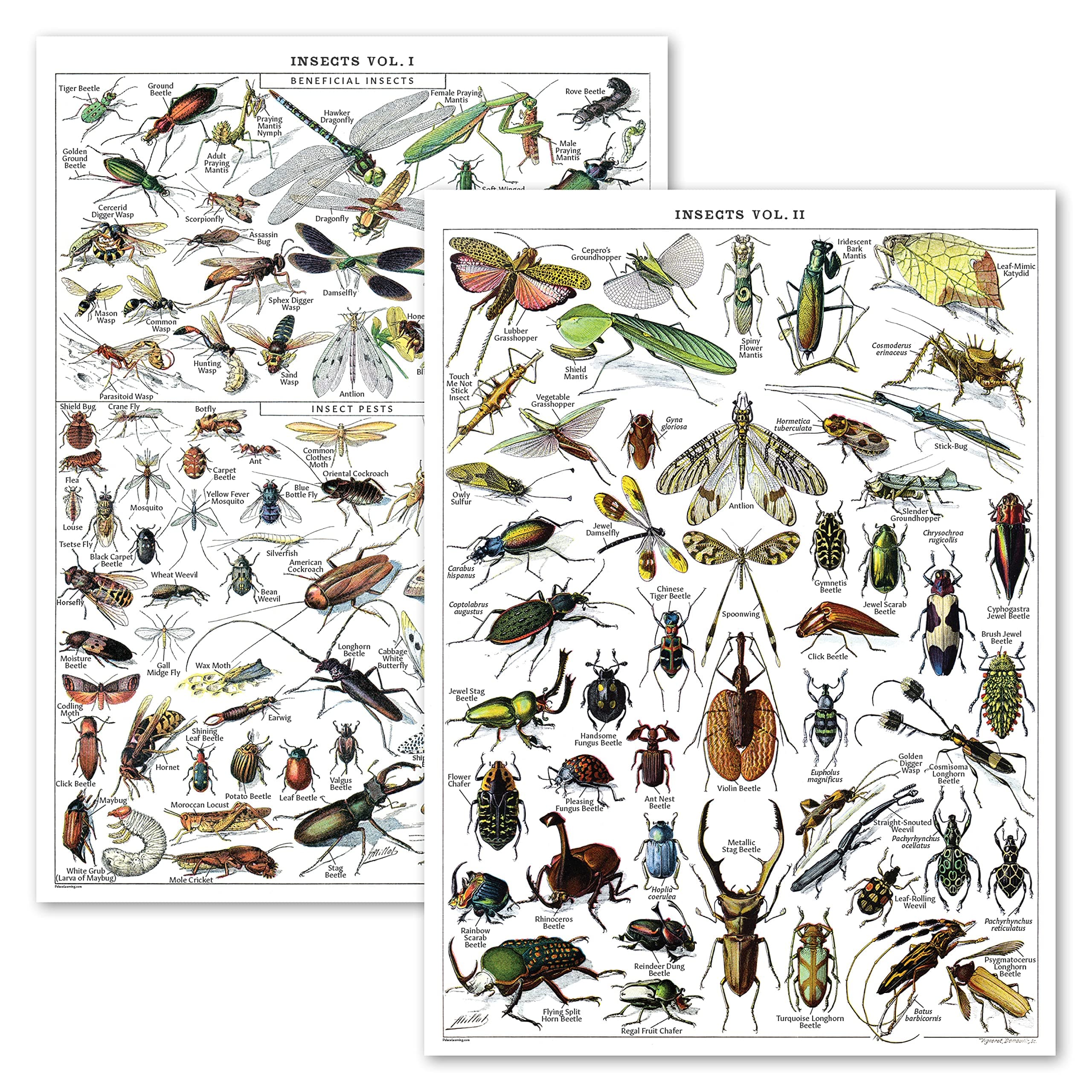 Palace Learning Vintage Insect Poster Print - Entomology Identification Reference Chart Volume 1 & 2 (LAMINATED, 18" x 24")
