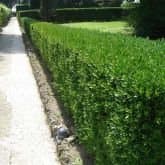 100 x Buxus sempervirens (Box) 15-20cm bareroot (a091)