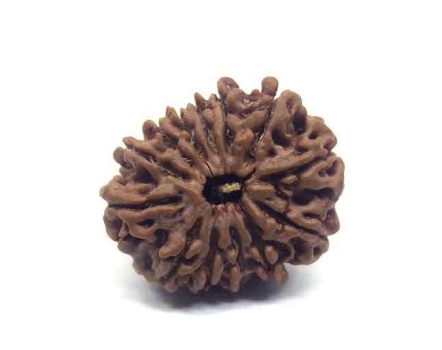 Beauty GemsBeauty Gems Precious Terah Mukhi Rudraksha Nepali Original Certified Blessed by Lord Kaamdev तेरह मुखी रुद्राक्ष Thirteen Face Rudras Trayodash Mukhi Rudraksa 13 Mukhi Rudrasha Thirteen Mukhi Rudraksh