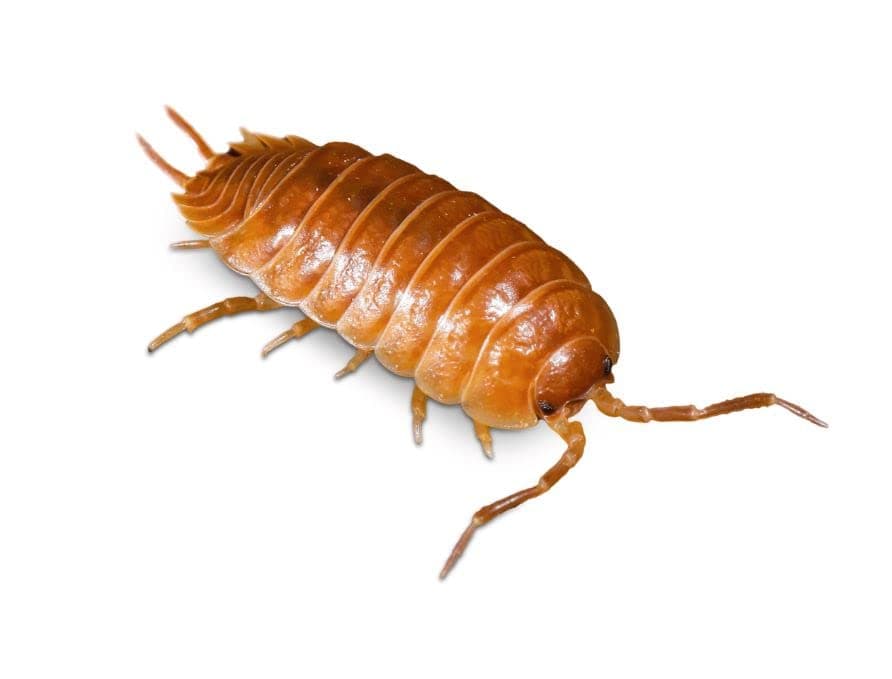 Swell Reptile Livefood Giant Orange Woodlice Bioactive Custodians Pre Pack