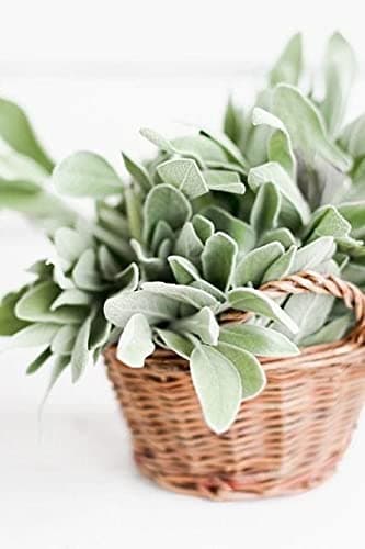 Sage Plant Seeds Herb Seed F1 Hybrid Pack For Home Garden Planting And Gardening (Pack Of 1 Paket) (Sage).