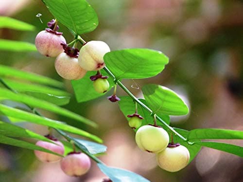 10 Seeds Katuk Plant- Sauropus Androgynus - Tropical Plant-Star Gooseberry- Sweet Leaf Plant Seed Sale
