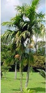 Areca triandra Palm 10 Seeds