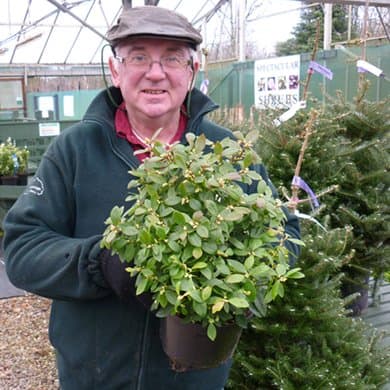 NEW EVERGREEN Blueberry Sunshine Blue Plants Bush 2 litre (a647)