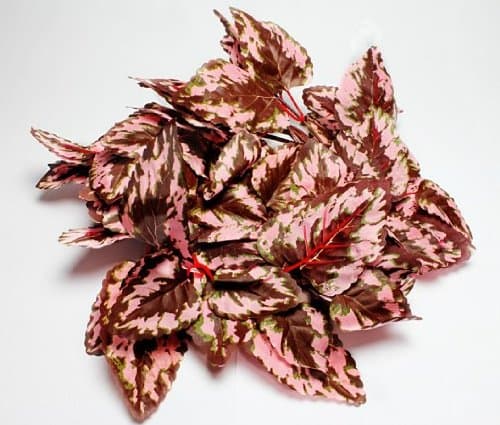 Swell Reptiles Coleus Vine 190cm