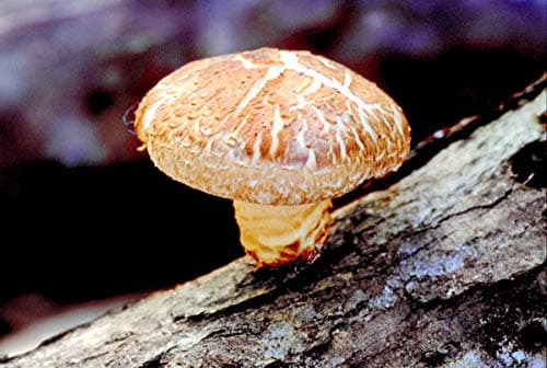 Futar Shiitake Mushroom Mycelium Plug Spawn-Plant & Gather Your Mushrooms-20 Count Dowel Spawn