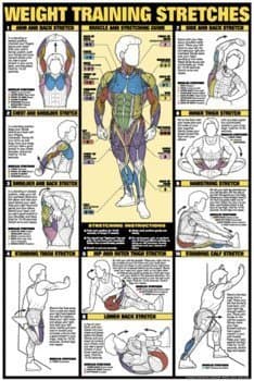Algra Corporation NFC10-L Algra Corporation NFC10-L Weight Training Stretches Laminated Fitness Poster