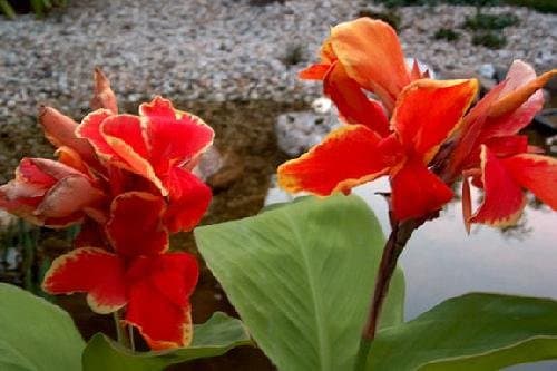 TROPICA - Indian Shot (Canna indica) - 20 Seeds - Aquatic plants