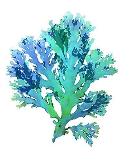 Teal Blue Seaweed Print No. 22, 8x10 Inch Coastal Decor Print