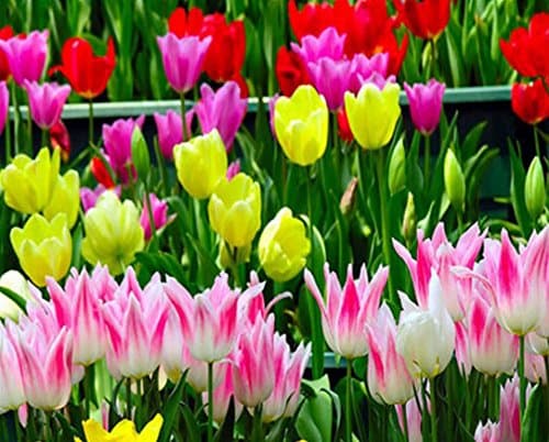 Bonsai Tulip Seeds 1000pcs 10kinds Mix Flower Seeds Novel Plant for Garden