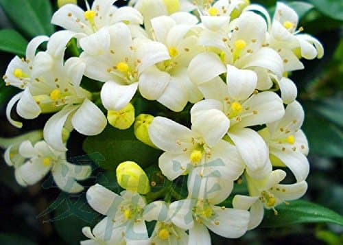 Solution Seeds Farm 100% Ture Murraya Paniculata Orange Heirloom Jasmine Flower Seeds, Professional Pack, 20 Seeds/Pack, Strong Fragrant Evergreen Shrubs