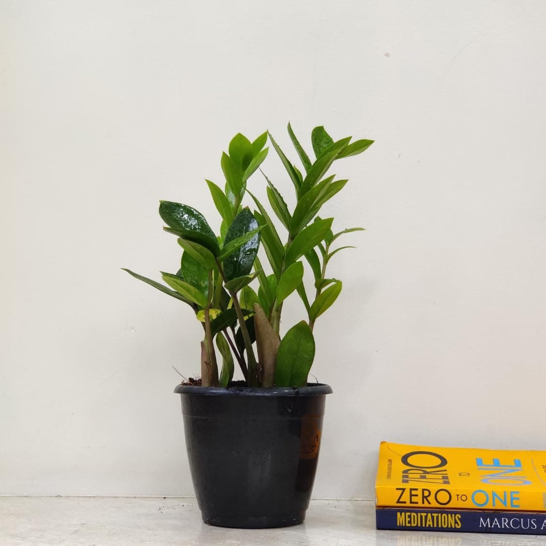 Zamia ZZ Indoor Air Purifying Plant with Plastic Pot (Zamioculcas Zamiifolia)