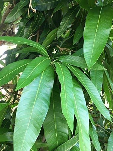 Fresh Mango Leaves, All Natural, Ship from USA South Florida Qty 50