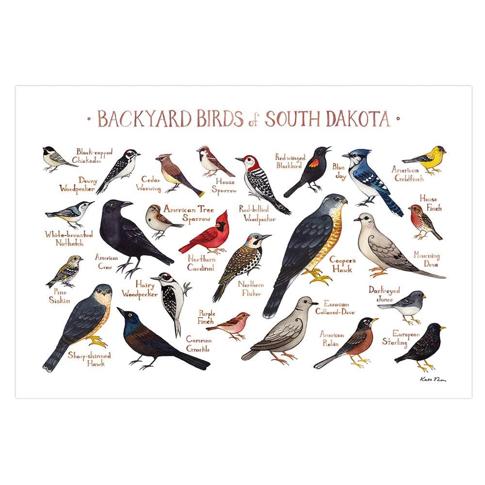 Backyard Birds of South Dakota Field Guide Art Print