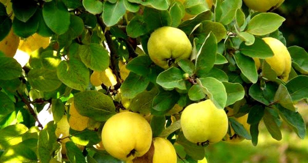 ROOKHRAJ PAUDHSHALA Bel Patra, बेलपत्र, Live Plant, Aegle marmelos, Bilva Patra