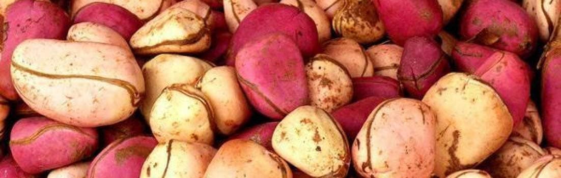 African Fresh Bitter Kolanuts 0.5lbs