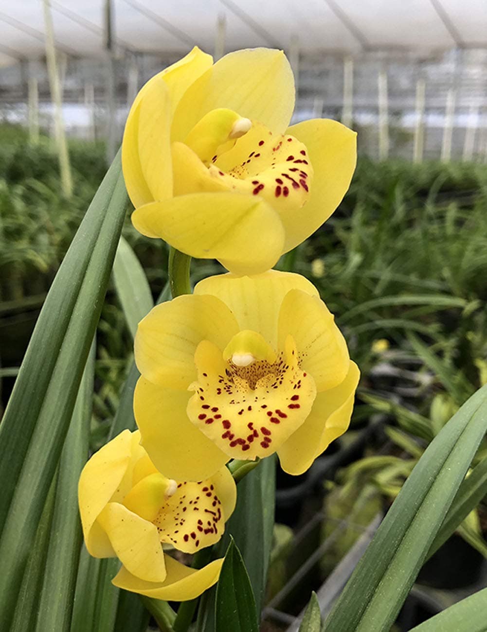 Orchids Flower Live Plant Garden Plant for Home Decor-Crown Pearl-Shipped Without Flowers