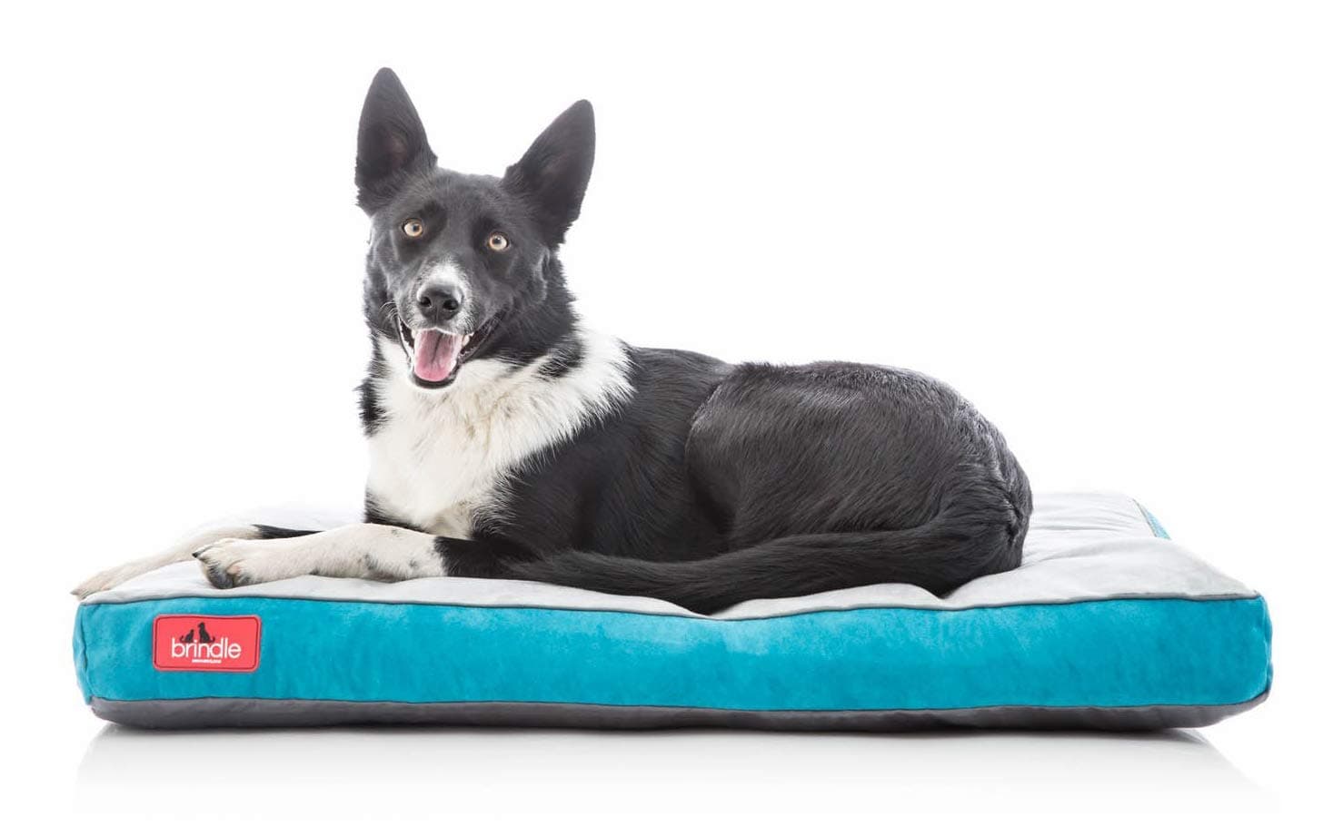 Brindle Shredded Memory Foam Dog Bed with Removable Washable Cover-Plush Orthopedic Pet Bed - 34 x 22 inches - Teal