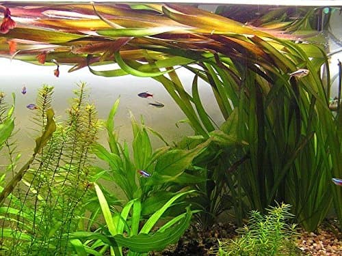 – Vallisneria gigantea Rubra x3 Bunch - Live aquarium plant