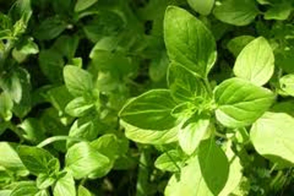 Seedville ITALIAN Oregano Organic Seeds - Heirloom, 25 plus Seed