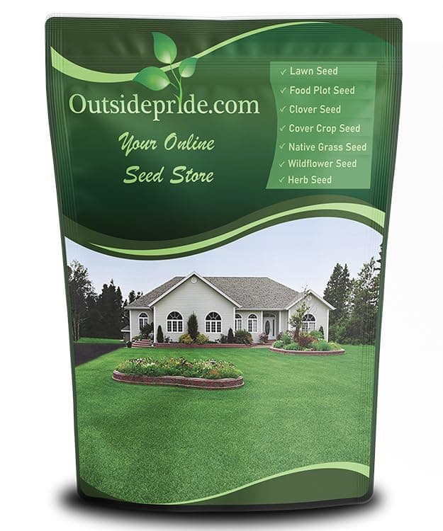 Outsidepride Perennial Buffalo Grass Seed - 2 lbs Heat & Drought Tolerant, Low Maintenance, Warm Season Dense Turf Grass Seed for Lawn, Xeriscape Landscaping, & Roadside Planting