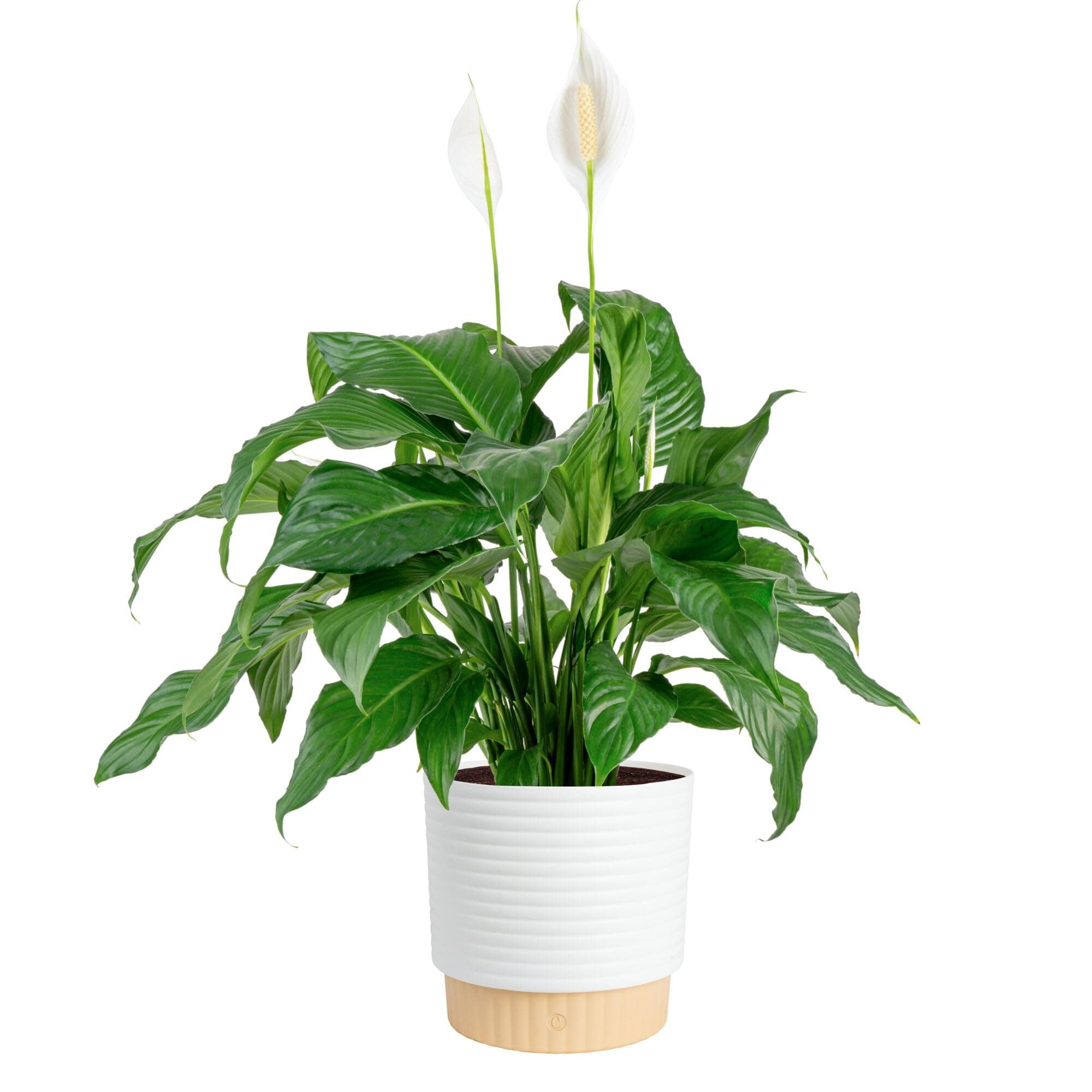Peace Lily Live Plant in Decorative Pot, Large Air Purifying Flowering Indoor Houseplant, Perfect for Home, Room, or Office Decor, Great House Warming or Birthday Gift, 2-3 Feet Tall