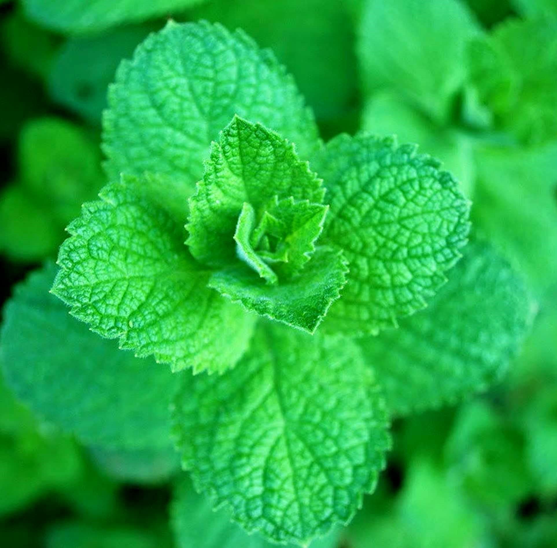 Apple Mint Mentha Rotundifolia Mint Bowle's 1000+ Seeds for Planting