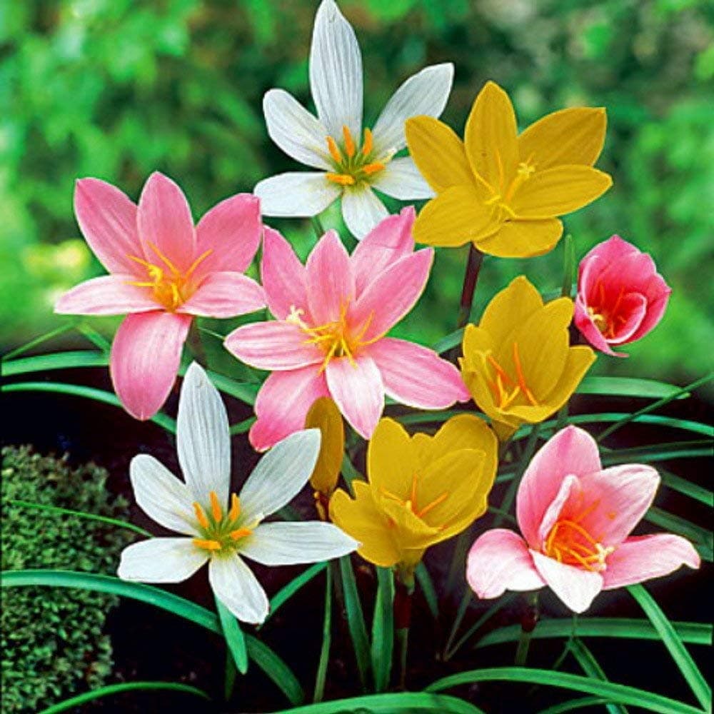 Shop 360 Garden Rare Mixed Rain Lily Flower Bulbs/Zephyranthus Bulbs - Pack of 6 Fresh Bulbs