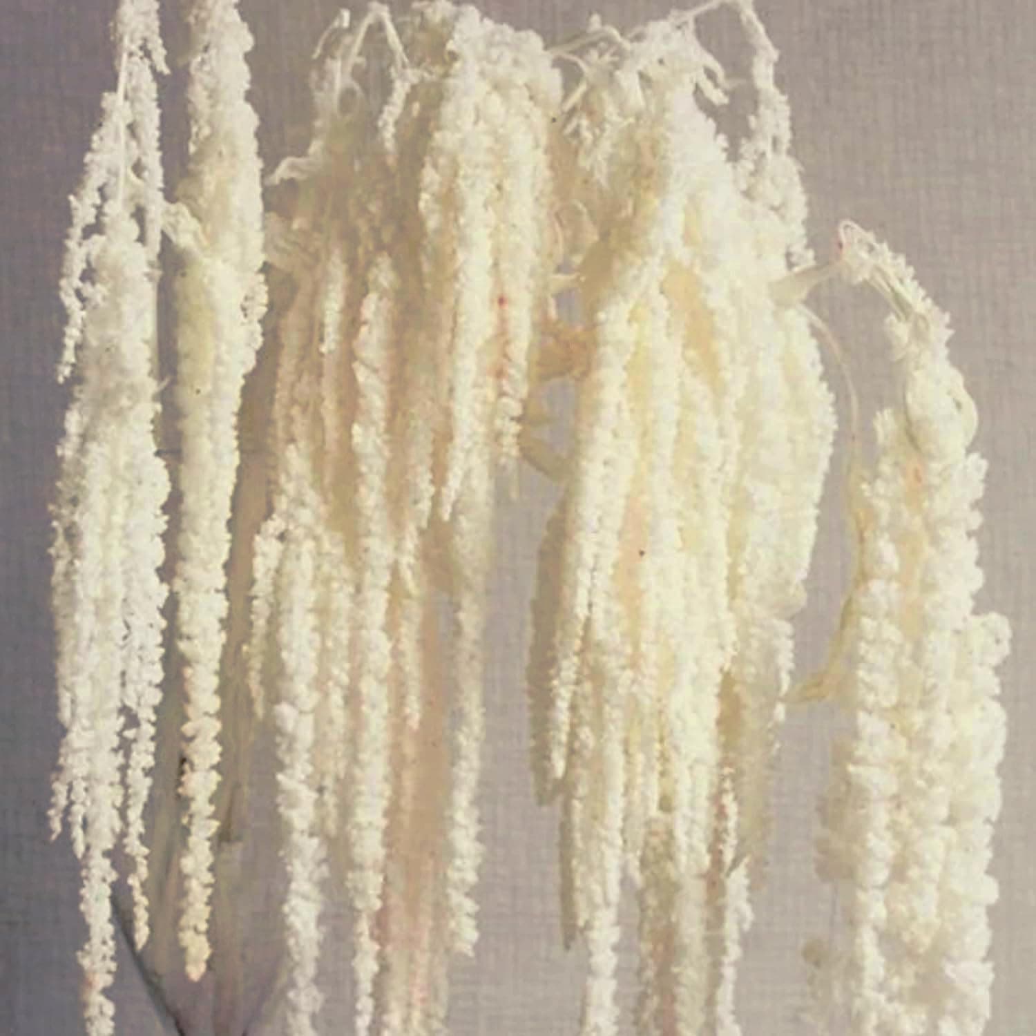 5Pcs Cream White Wisteria Vine Hanging Flowers - Dried Preserved Cream Hanging Amaranthus Flowers for Wedding Bouquet, Wall Decoration, Length Home Decor