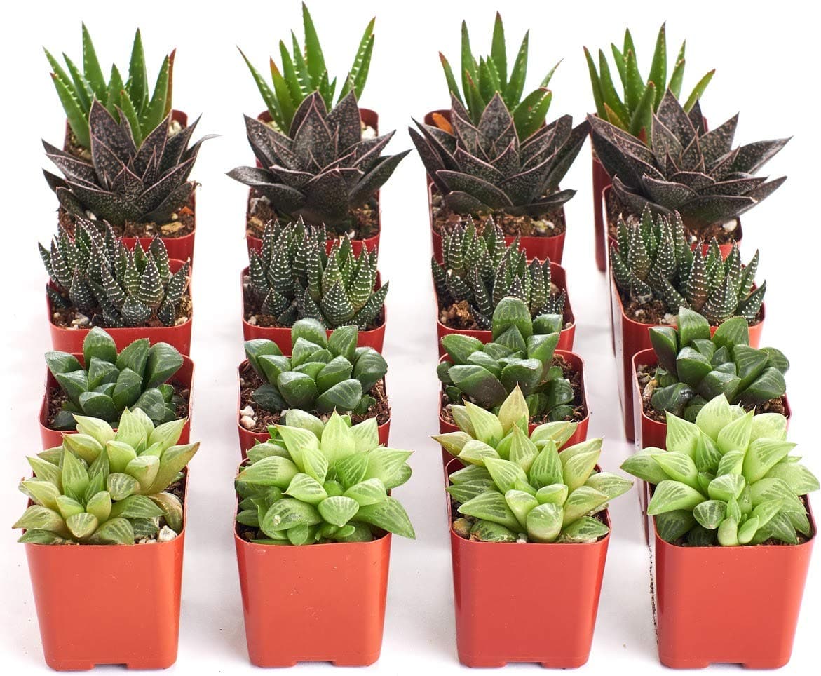 Shop Succulents | Haworthia Collection | Assortment of Hand Selected, Fully Rooted Alluring Miniature Aloe Live Indoor Succulent Plants, 20-Pack,