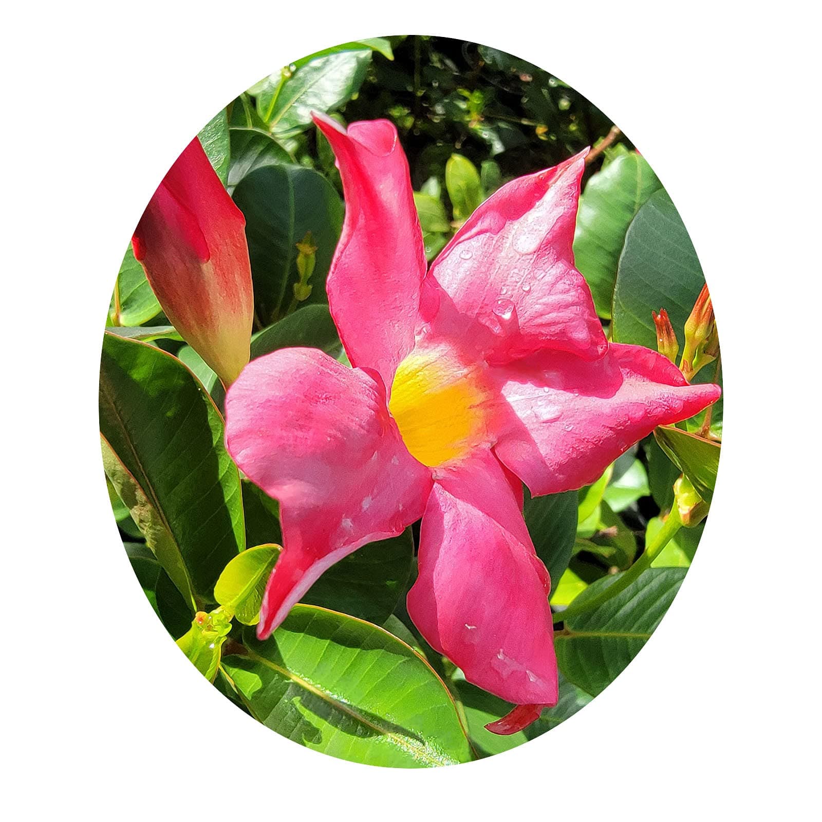 RED Riding Hood Pink Mandevilla Dipladenia Tropical Flowering Vine Plant Brazilian Jasmine Starter Size 4 Inch Pot Emerald tm