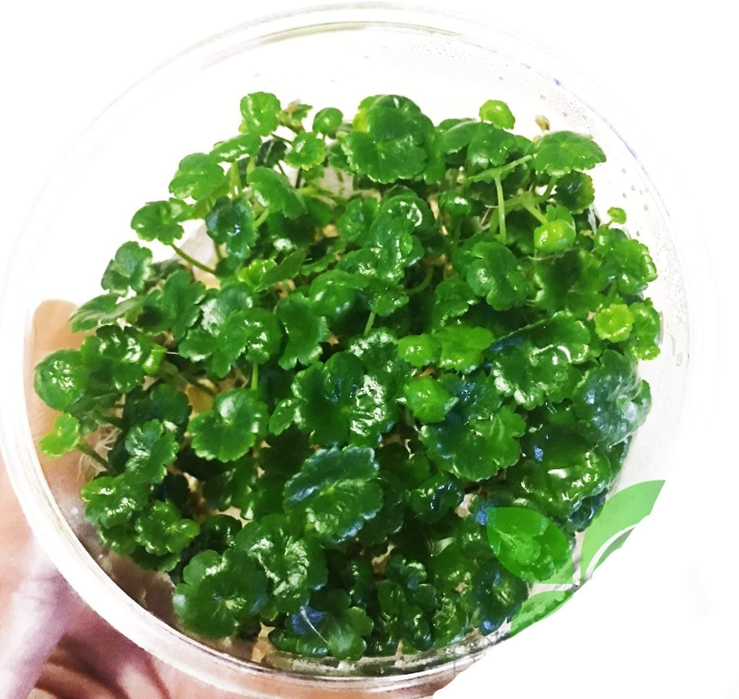 Dwarf Pennywort in Vitro Tissue Culture Cup Live Aquarium Plants Aquatic Foreground BUY2GET1FREE