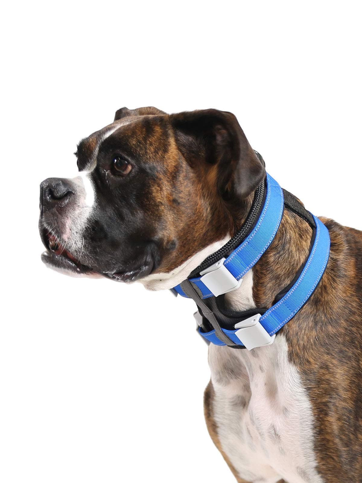 Pack Leader Collar™ - Training Collar of The Dog Whisperer (Medium, Blue)