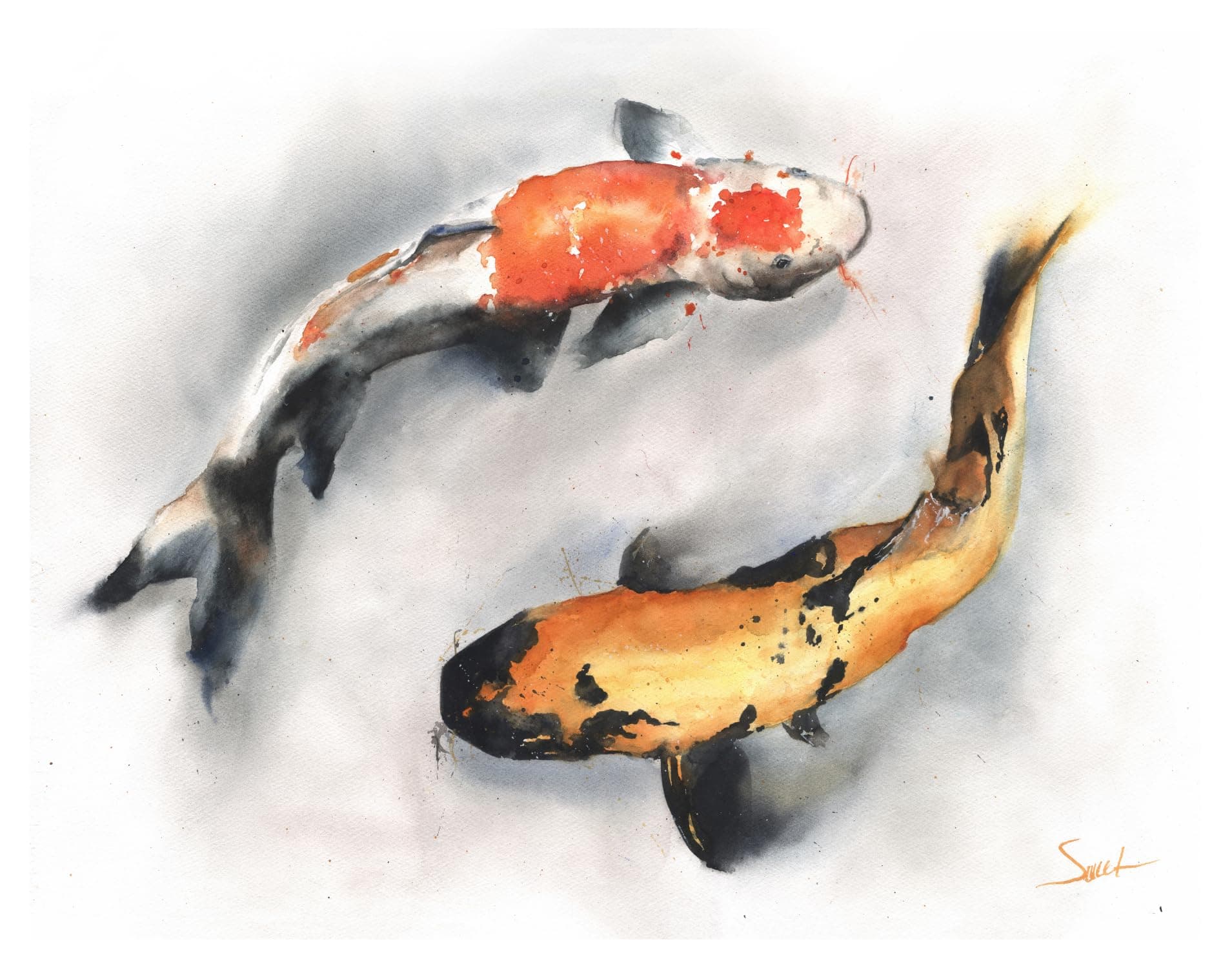 Koi Fish Wall Art by Eric Sweet | Koi Fish Watercolor, Fish Artwork, Koi Fish Painting | Art Print of Koi