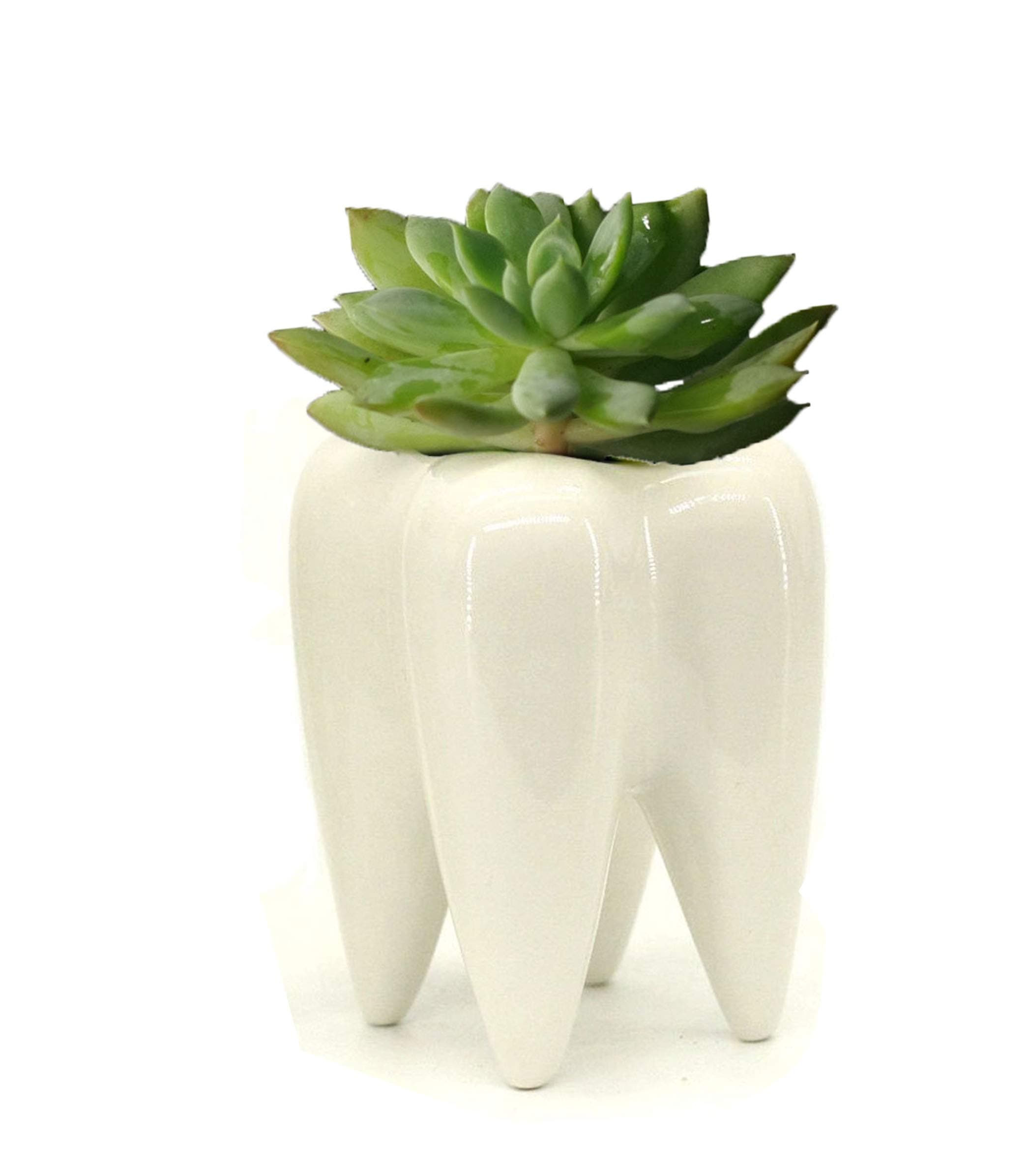 Ceramic Tooth Shaped Pen Pencil Toothbrush Holder Pot Succulent Plant Pot Home Office School Dentists Gift Ideal Gifts for Women, Mom or Birthdays