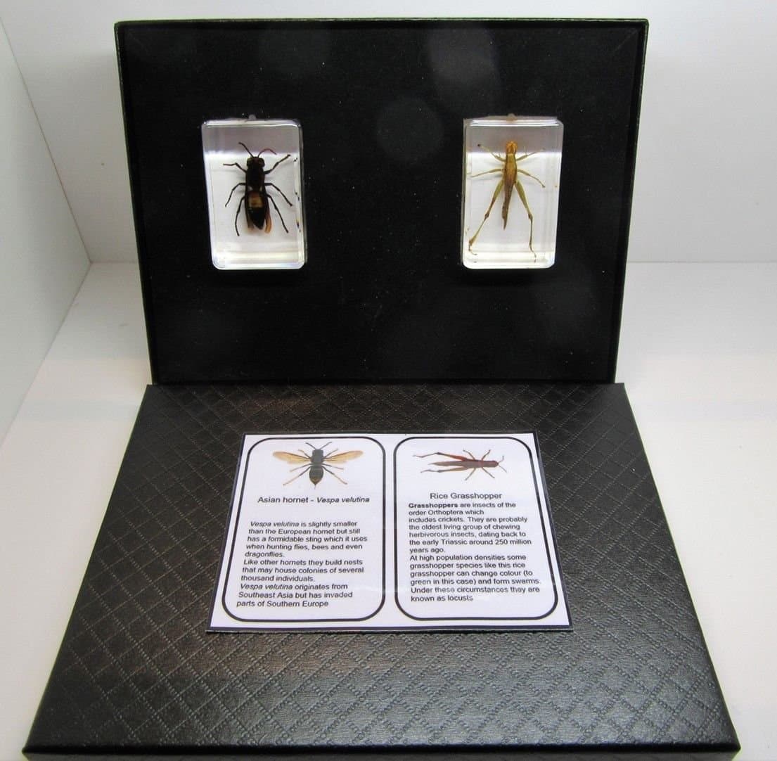 Real insects grasshopper and hornet set in crystal clear resin with information card on gift box