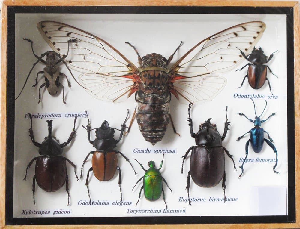 REAL CICADA AND MIXS INSECT TAXIDERMY SET IN BOXES DISPLAY FOR COLLECTIBLES