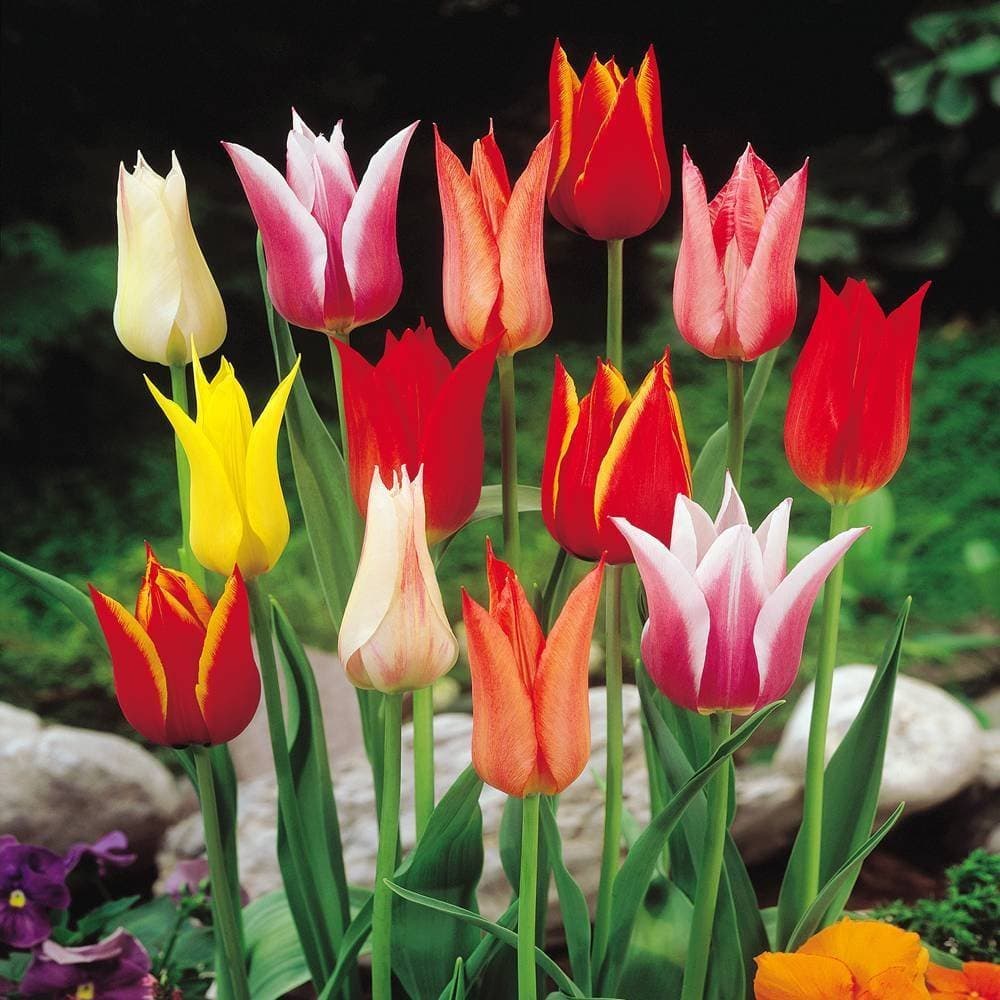 SILKSART Tulip Bulbs Perennial Bulbs for Garden Planting Tulip Mix - 10 flower bulbs