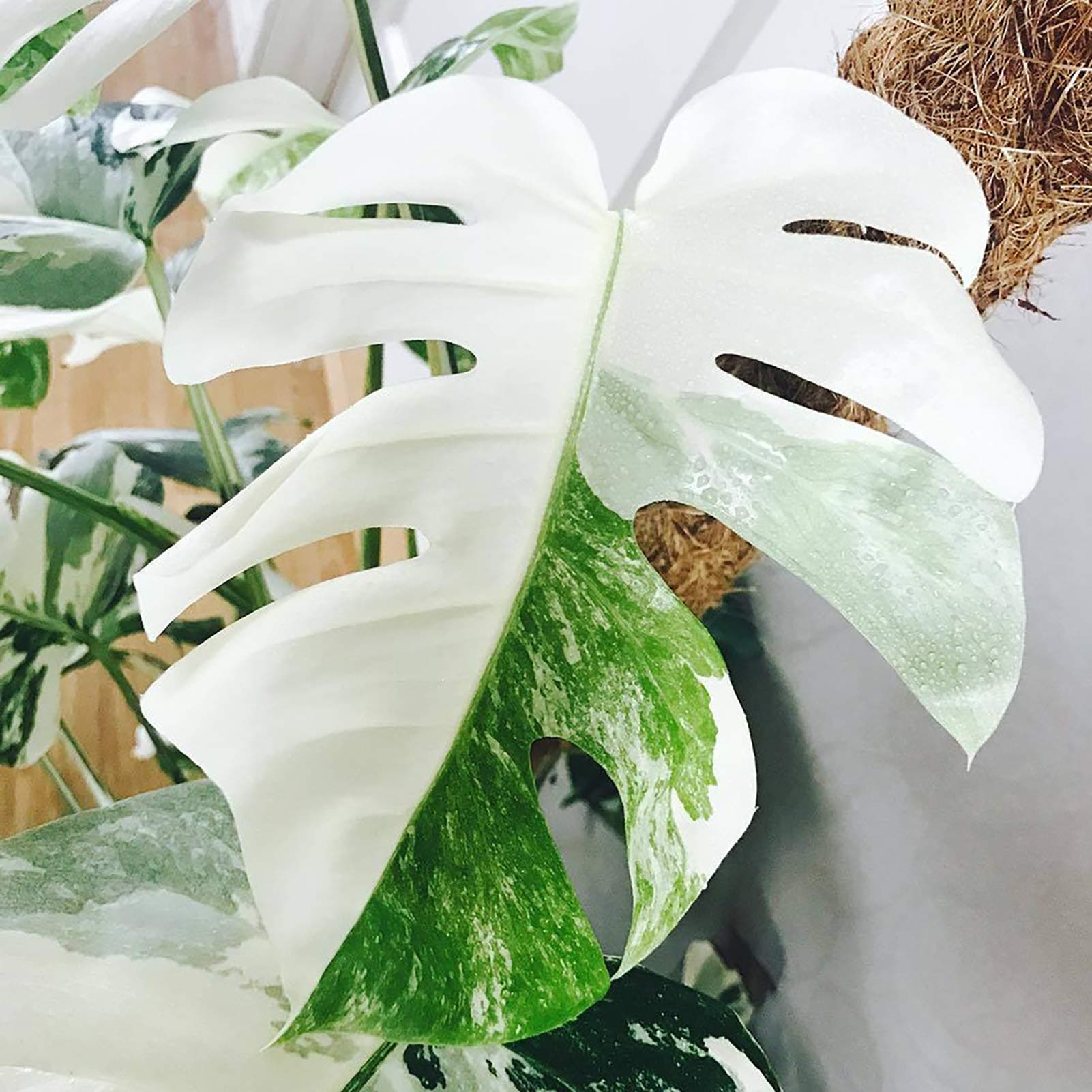MOOYTT White Monstera Seeds, 100pcs White Monstera Palm Turtle Leaves Plant Seeds Home Garden Balcony Bonsai Decor Plant Seeds for Garden Lawn, Easy to Grow, Ideal Gift for Gardeners White Monstera