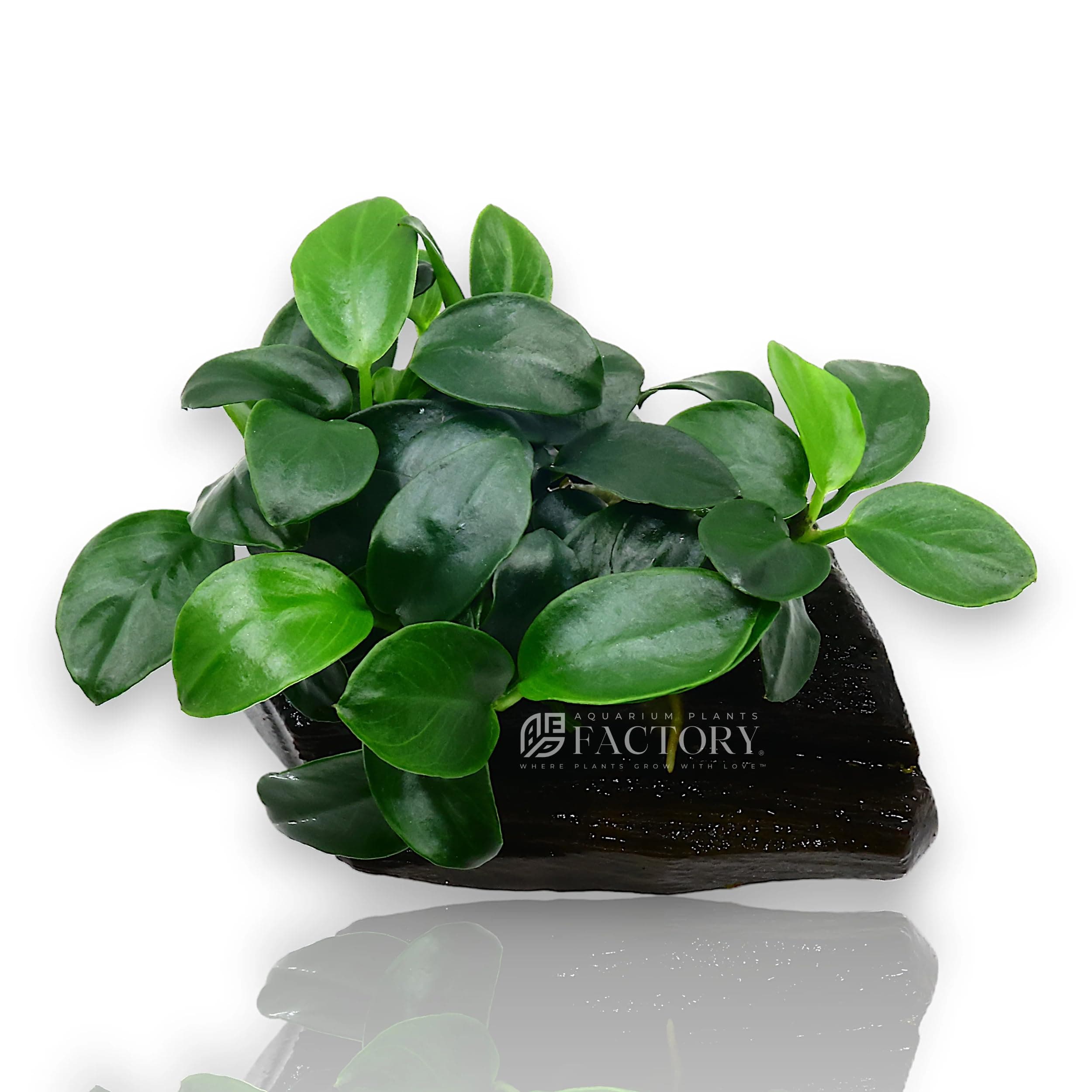 Anubias Petite On Driftwood | Aquarium Plants Factory