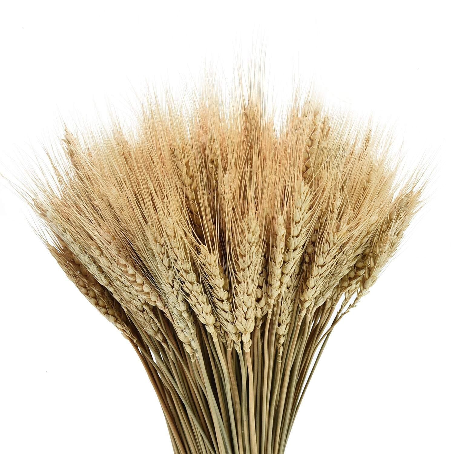 YoleShy Dried Wheat Stalks, 100 Stems 100% Natural Wheat Decor for Home Kitchen Christmas Wedding (15.7 Inches)