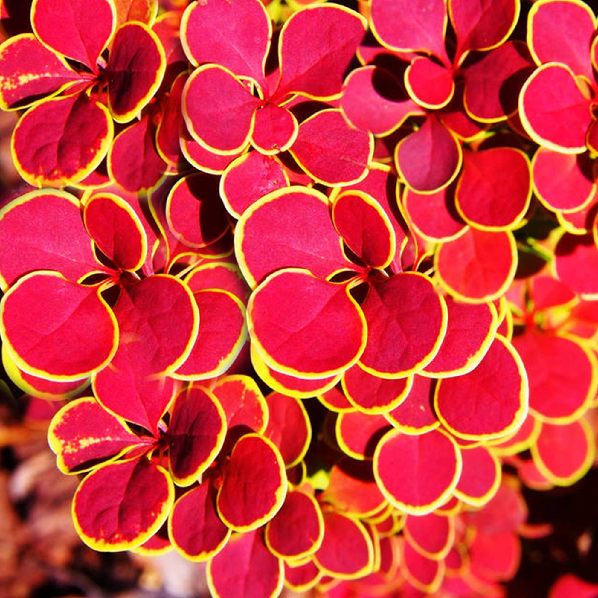Berberis thunbergii 'Orange Sunrise' Japanese Barberry Potted Garden Shrub (20-30cm (Incl. Pot))