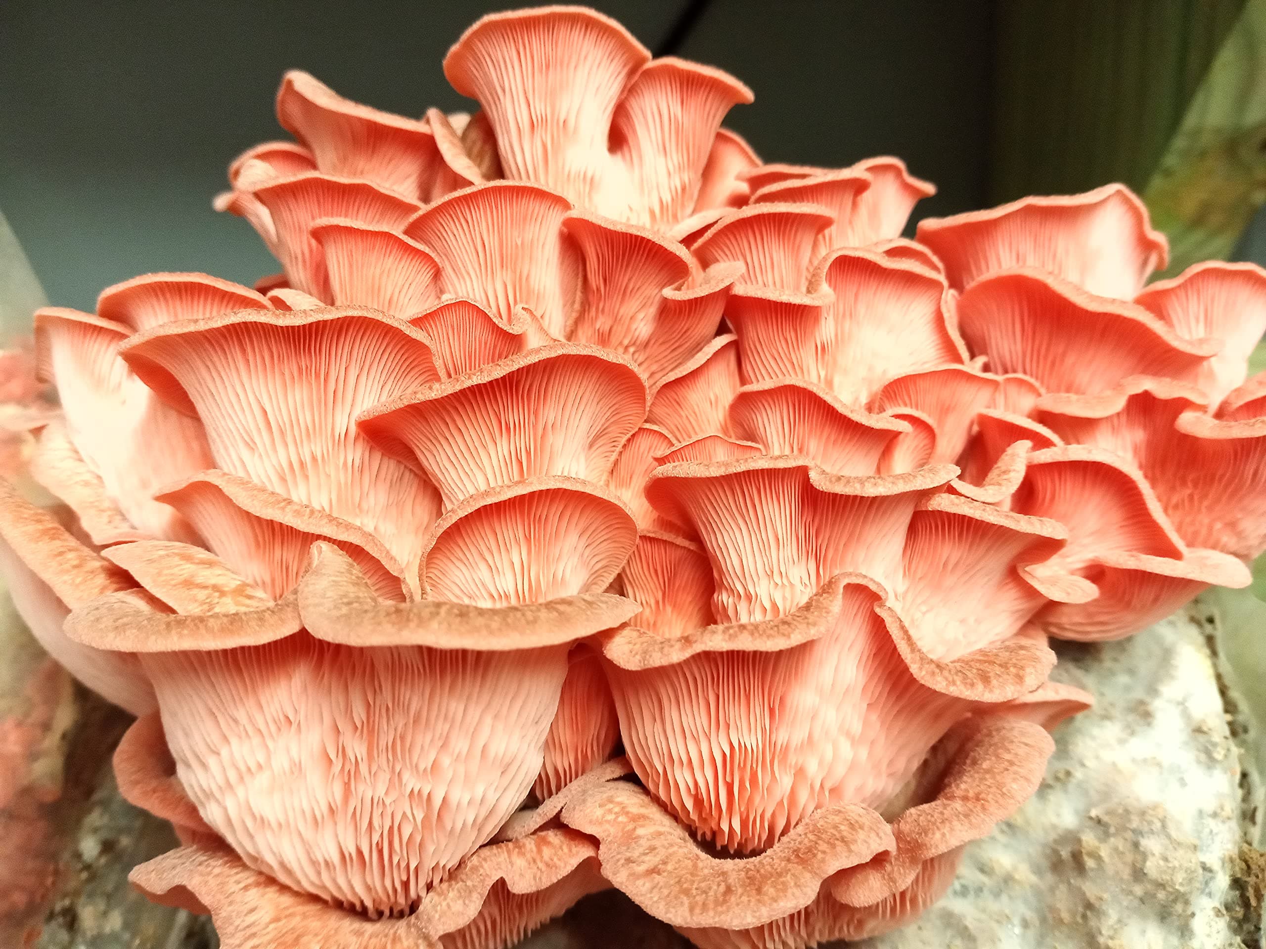 100 Pink Oyster Mushroom Plug Spawn to Grow Gourmet Medicinal Mushrooms at Home or Commercially on Stumps or Logs
